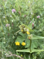 Rhinanthus minor