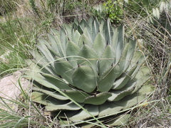 Agave parryi truncata