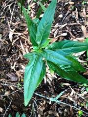 Ehretia saligna membranifolia