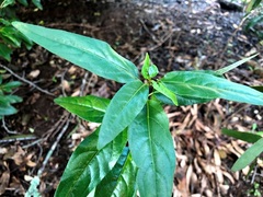 Ehretia saligna membranifolia