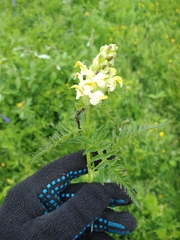 Pedicularis compacta
