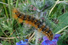 Diacrisia purpurata