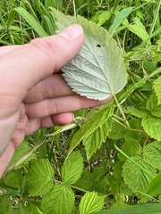 Rubus sachalinensis