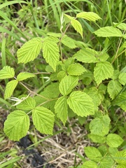 Rubus sachalinensis