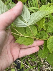 Rubus sachalinensis