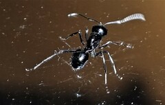 Polyrhachis australis