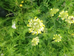 Pedicularis compacta