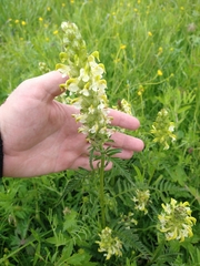 Pedicularis compacta