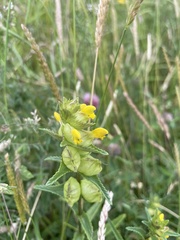 Rhinanthus minor