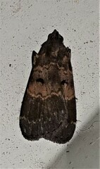 Hydrillodes funestalis