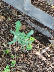 Lactuca serriola