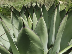 Agave parryi truncata