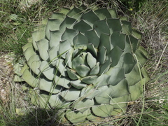 Agave parryi truncata