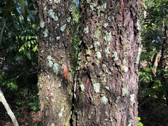 Acacia fasciculifera