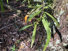Acacia fasciculifera