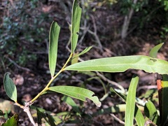 Acacia fasciculifera