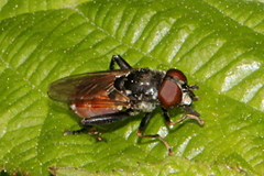 Tropidia scita