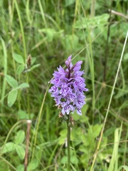 Dactylorhiza fuchsii