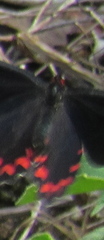 Parides montezuma