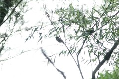 Sinosuthora alphonsiana