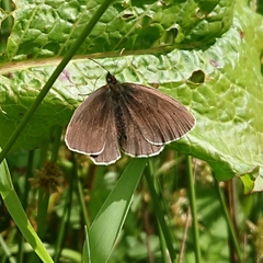 Aphantopus hyperantus