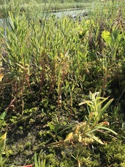 Lysimachia thyrsiflora