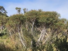 Eucalyptus doratoxylon