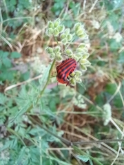 Graphosoma italicum italicum