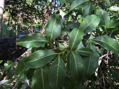 Mischocarpus anodontus