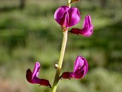 Swainsona microphylla