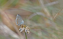 Polyommatus dorylas