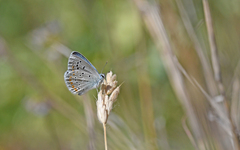 Polyommatus dorylas