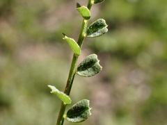 Swainsona microphylla
