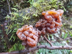Tremella vesiculosa