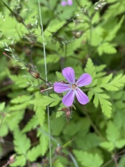 Geranium robertianum