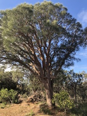 Allocasuarina fraseriana