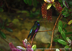 Coeligena helianthea