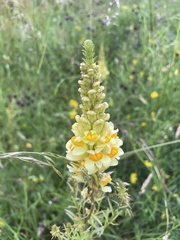 Linaria vulgaris