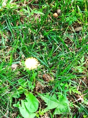 Taraxacum dissectum