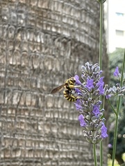 Anthidium florentinum