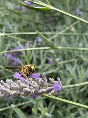 Anthidium florentinum