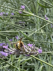 Anthidium florentinum