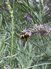 Anthidium florentinum