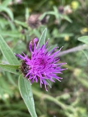 Centaurea nigra
