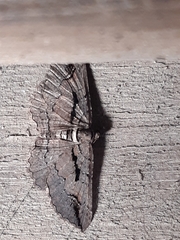 Chrysolarentia plagiocausta