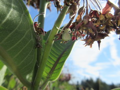 Misumessus oblongus