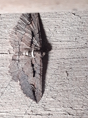 Chrysolarentia plagiocausta