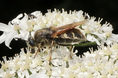 Stratiomys singularior