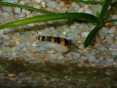 Anentome helena
