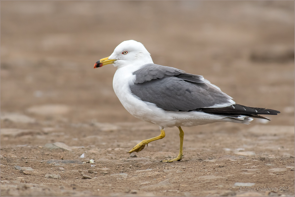 Black-tailed Gull photo